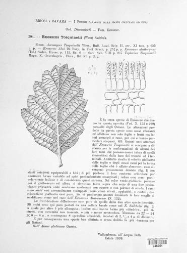 Taphrina tosquinetii image